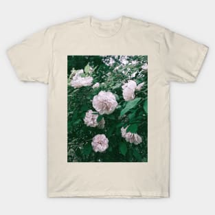 SEARCH FOR CHARMING ROSES T-Shirt